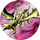 Drachenfluch Serie